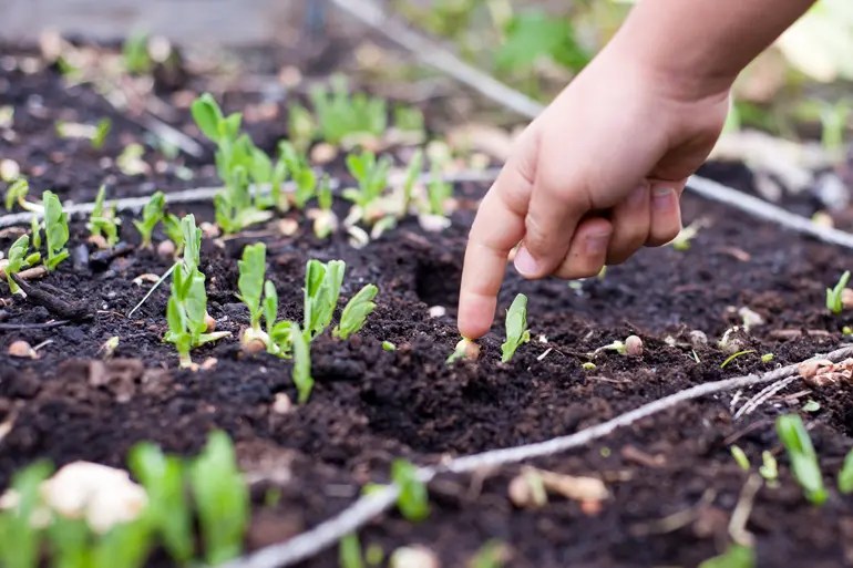 5 Reasons Why Openpollinated Seeds Are Essential for Sustainable