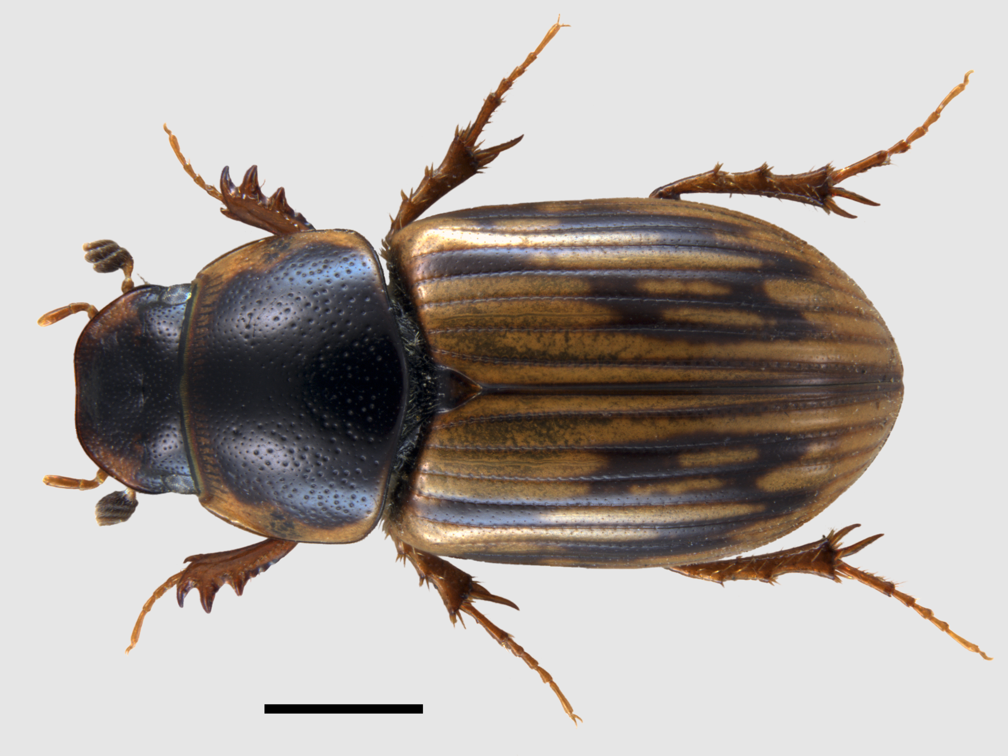 Case Study British dung beetles here to help Farm Wildlife