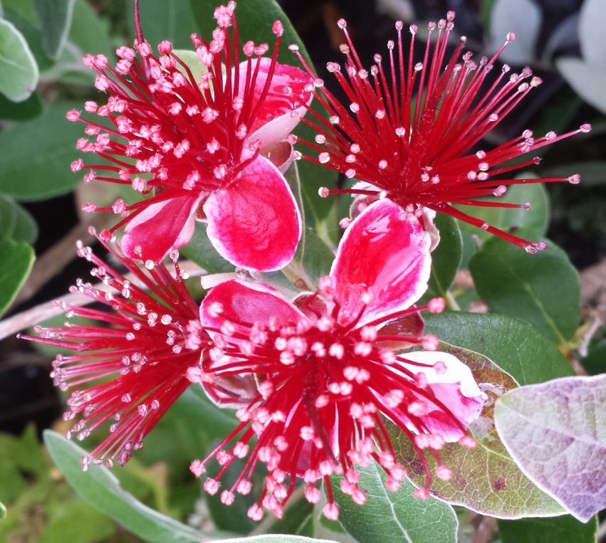 Acca sellowiana Farmyard Nurseries