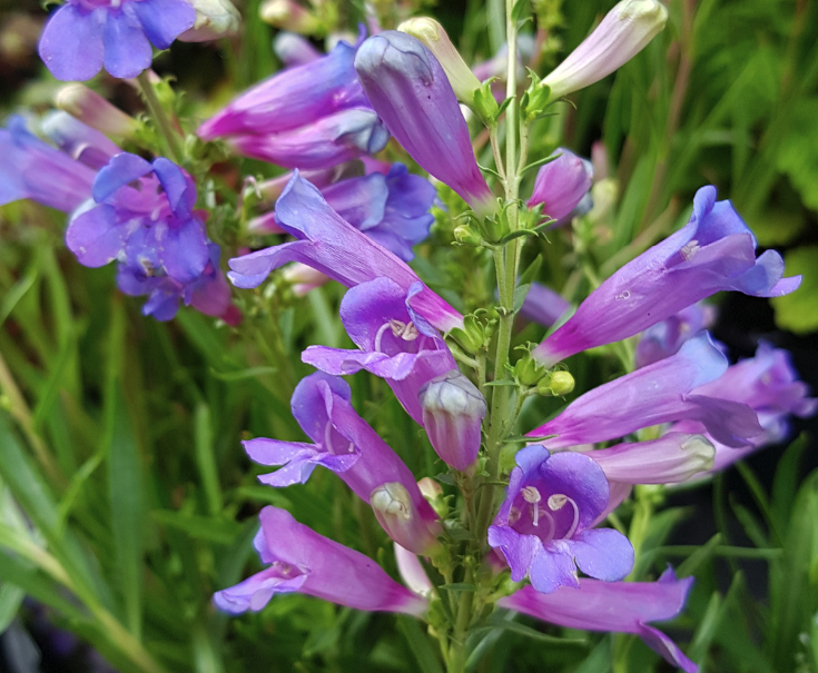 Penstemon heterophyllus 'Electric Blue' Farmyard Nurseries