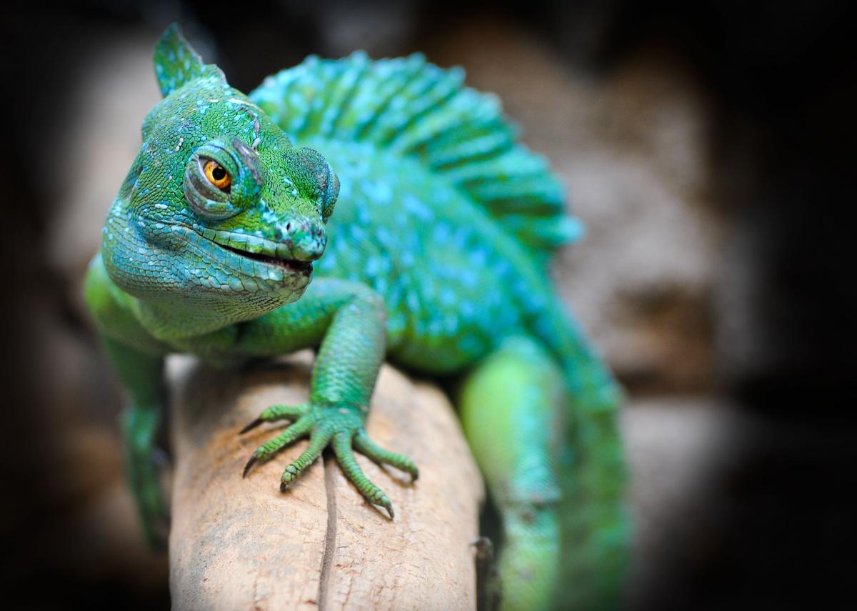 Los riesgos de tener reptiles y anfibios como mascotas