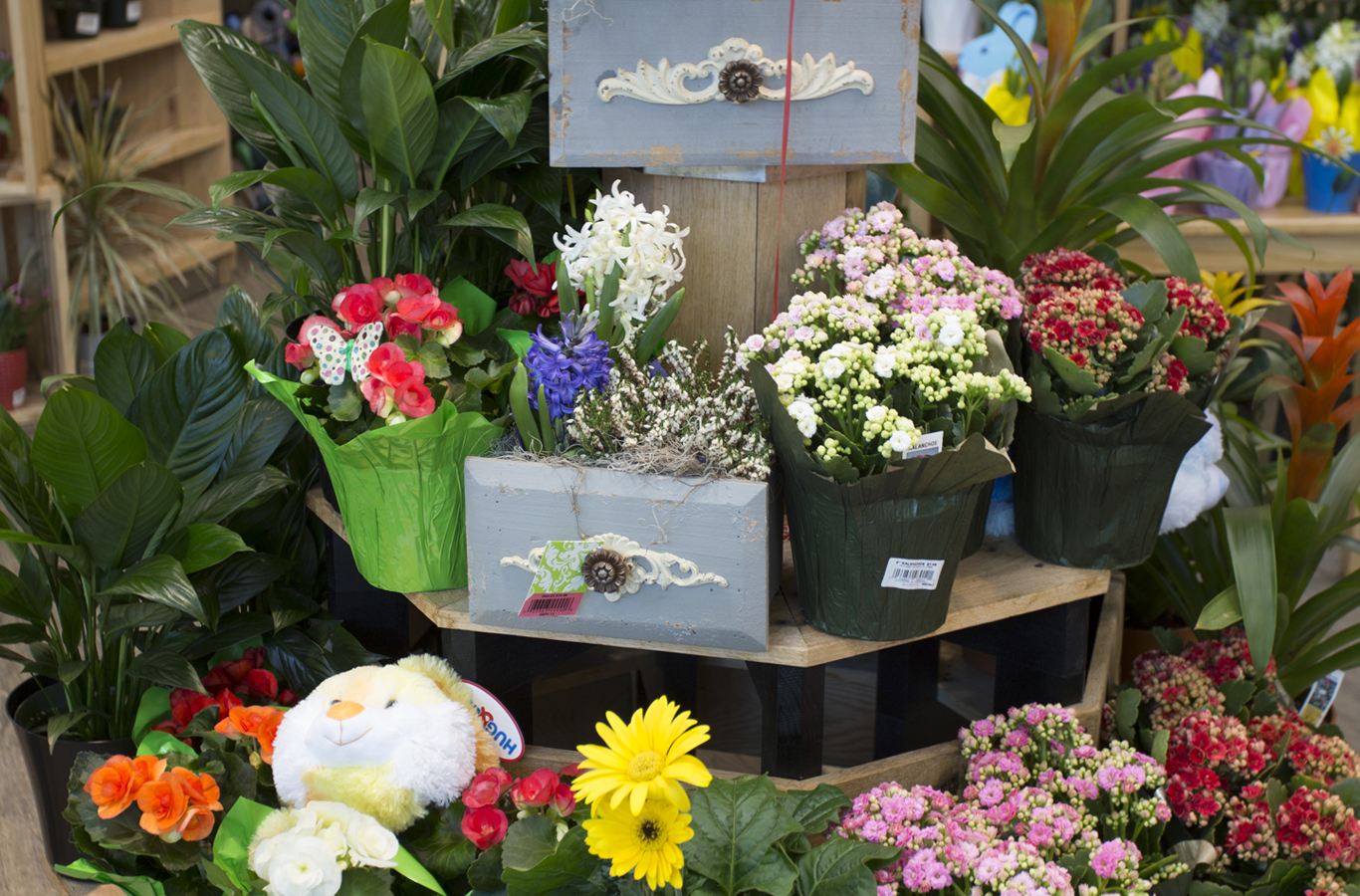 The Flower Story of Ingles Markets, Inc. Farragut Life