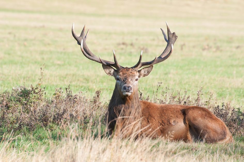 Red Stag Hunts Farrell Ranch