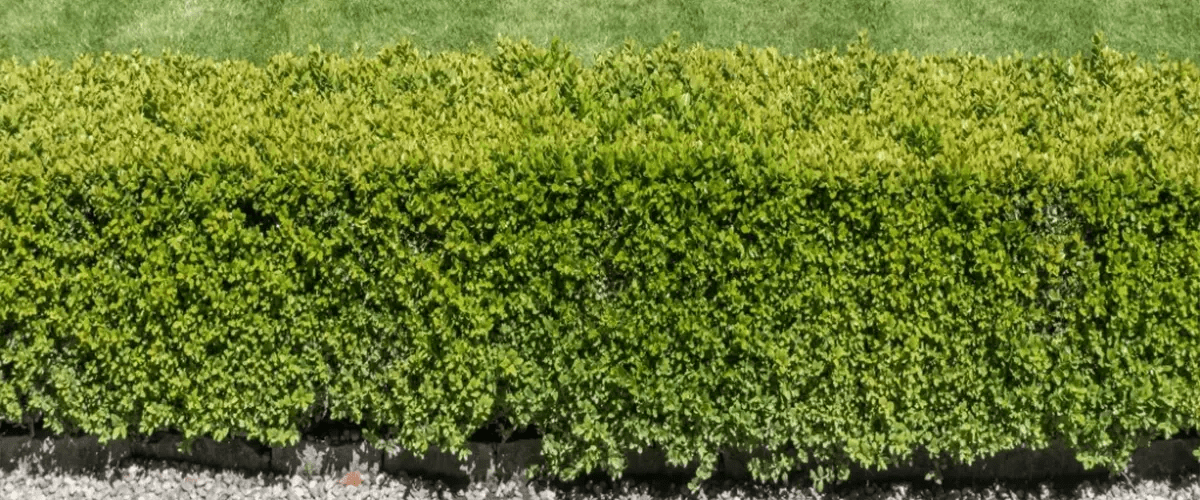 The Cost Of Boxwood Hedges Farrell's Lawn & Garden Center