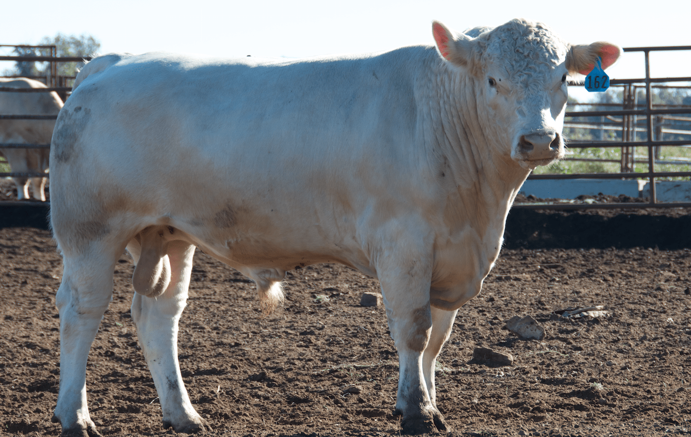 CATTLE Farris Burroughs Farms Charolais Cattle Farm Fresh Beef
