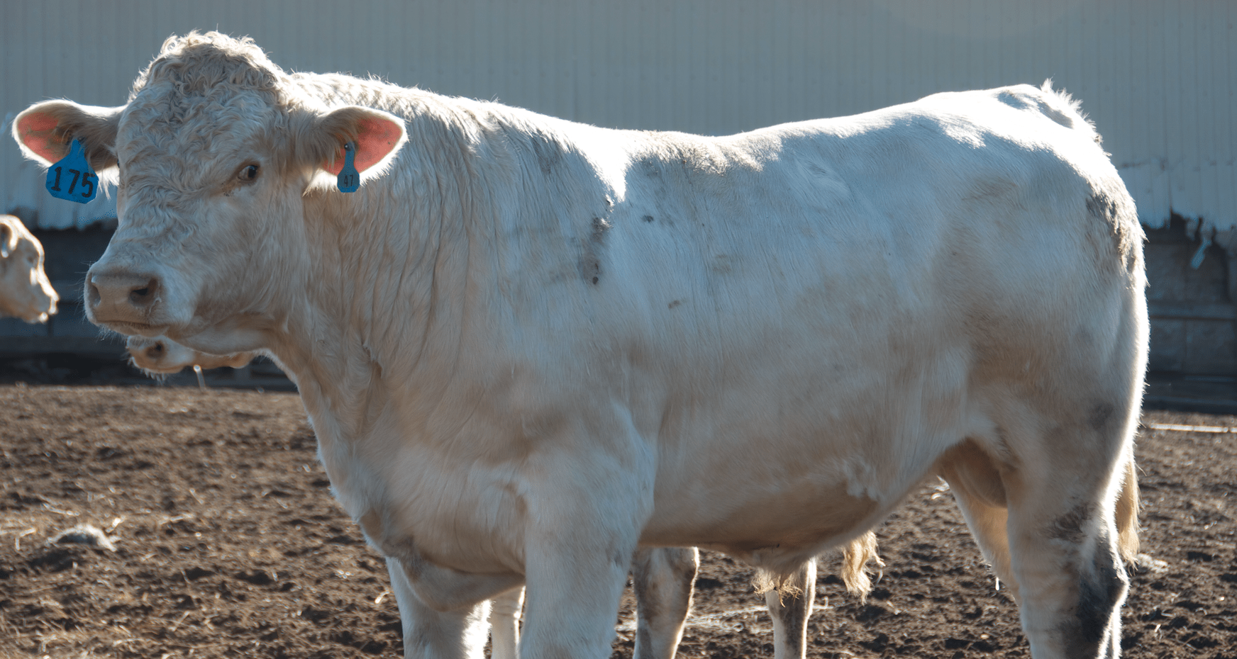 CATTLE Farris Burroughs Farms Charolais Cattle Farm Fresh Beef