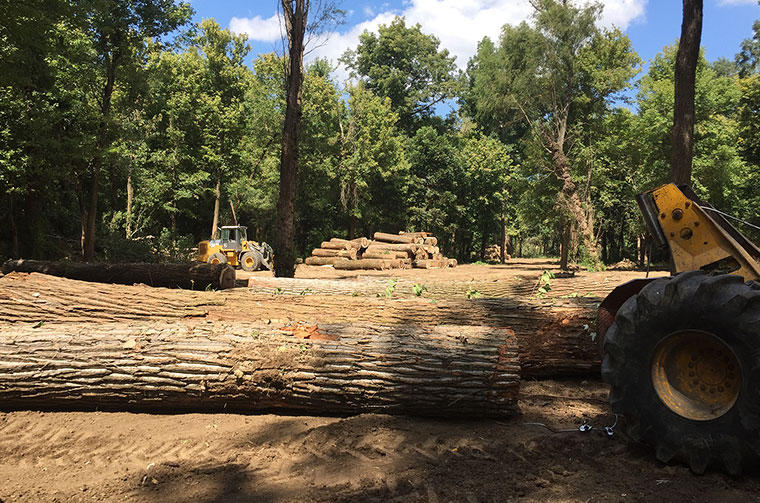 Standing Timber Farrow Lumber Company