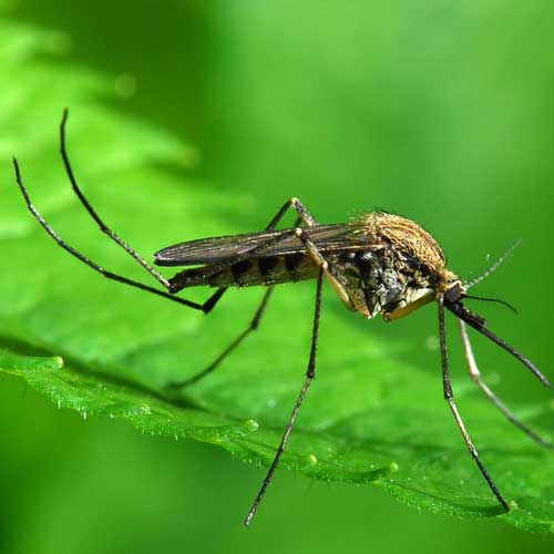 Lawn Aeration & Soil Testing Additional Services Farrow