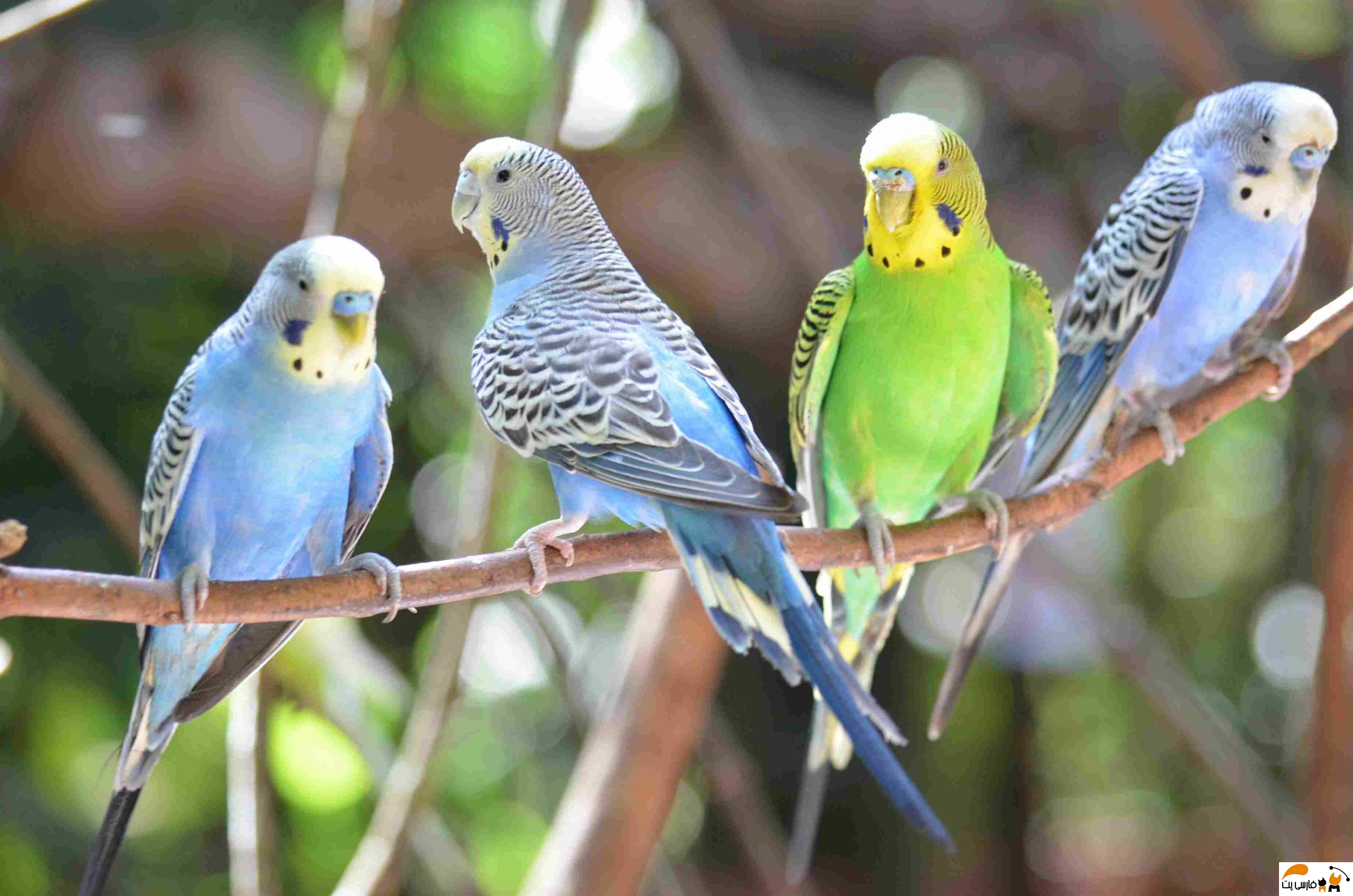 تکثیر مرغ عشق ( میزان نور، دما و نحوی تغذیه ) فارسی پت