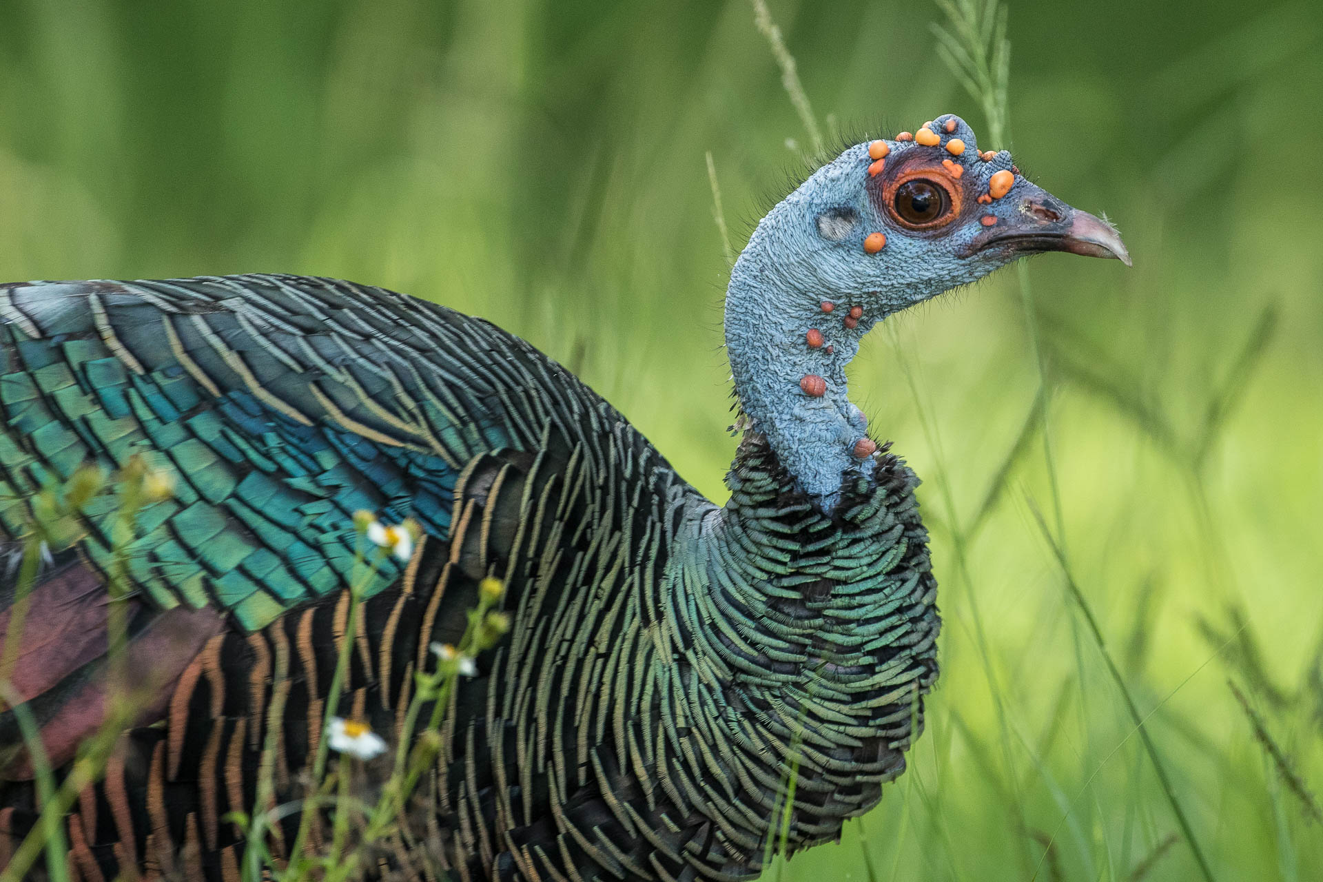 Guatemala Observacion De Aves Naturaleza Y Arqueologia