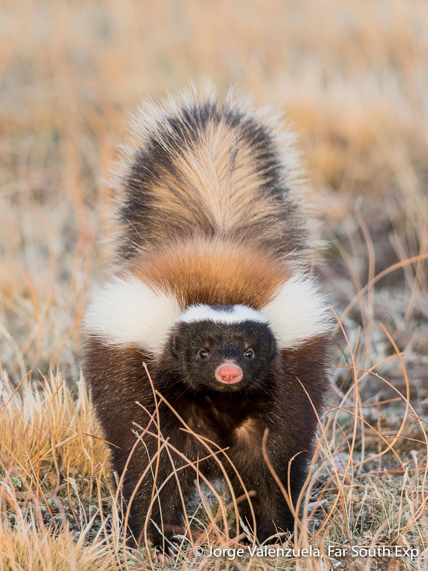 Chile Wildlife Trip Chile's Best Widllife Patagonia Wildlife