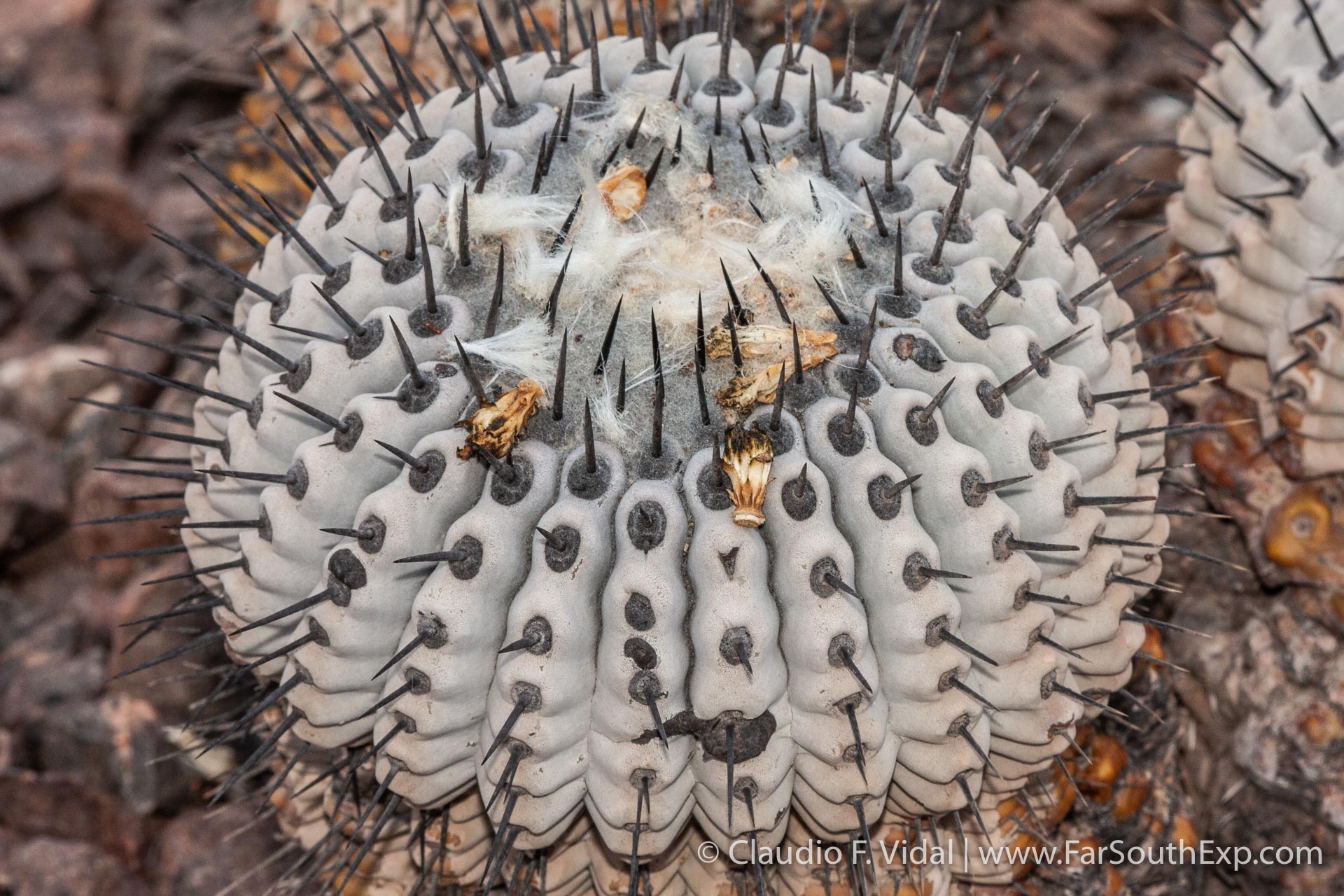 Copiapoa cinerea cinerea Atacama Desert Flora Far South Exp