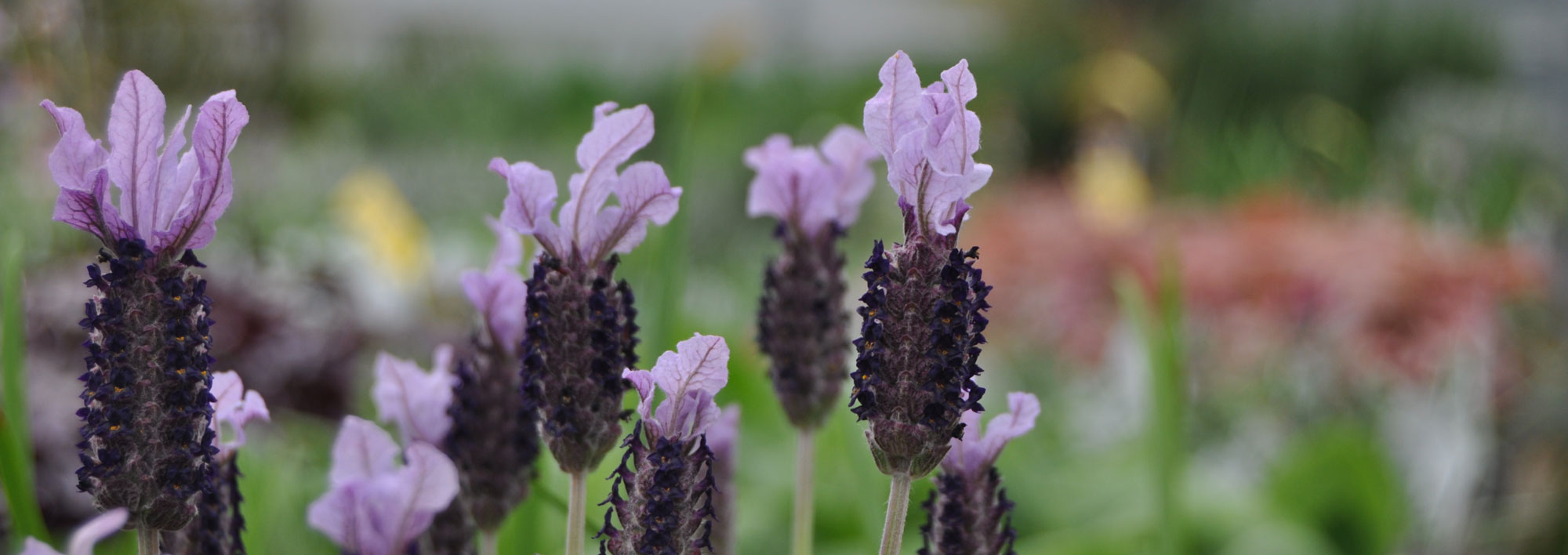 Farthing Common Plant Centre Plants