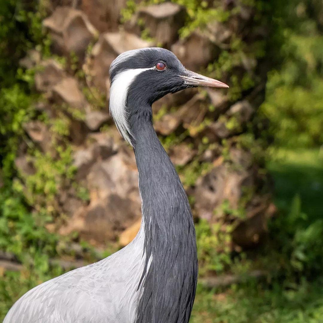 Telli turna Faruk Yalçın ZOO