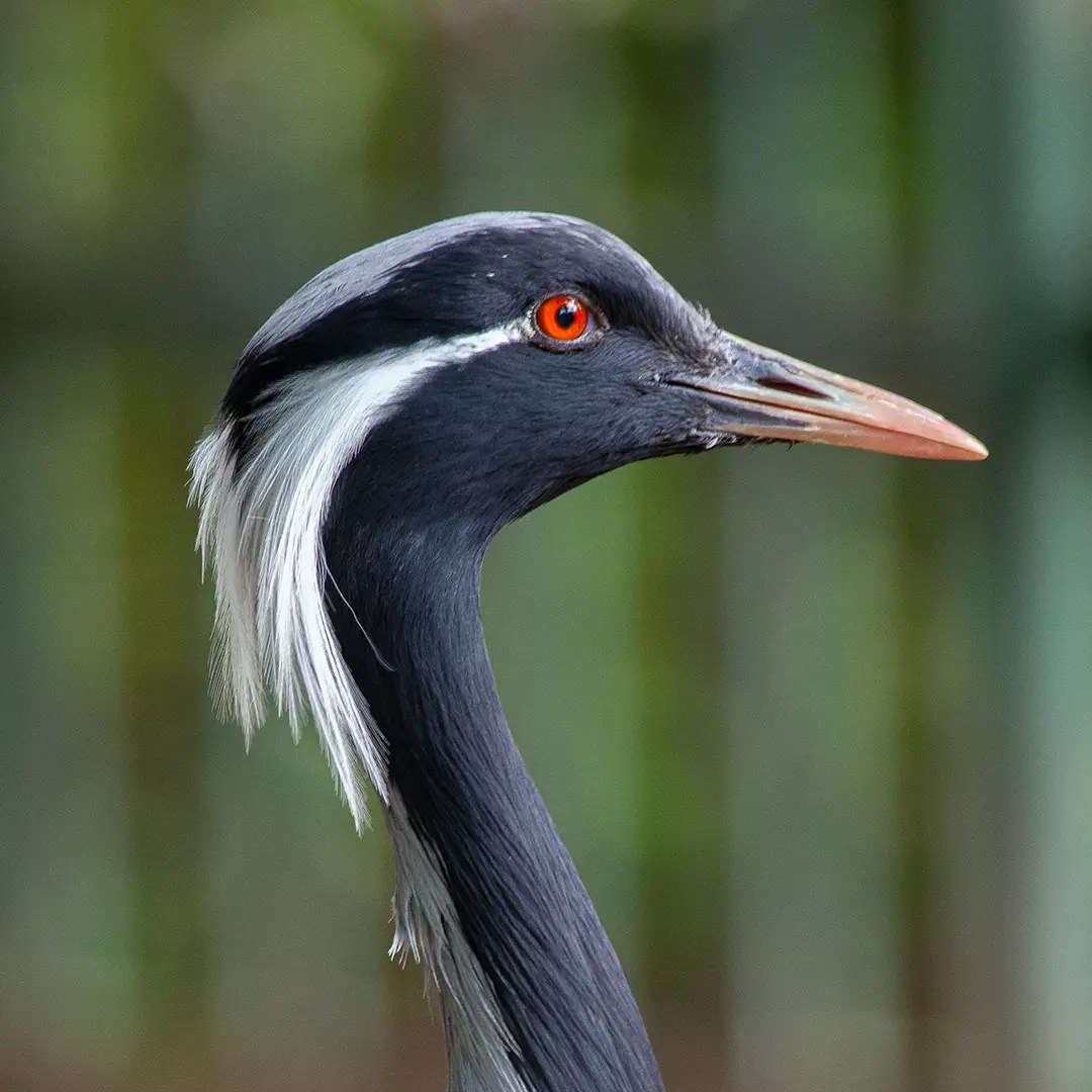Telli turna Faruk Yalçın ZOO