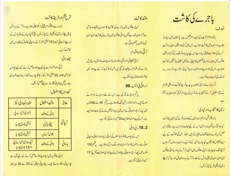 Cultivation of Millet Meaning in Urdu / باجرہ کی کاشت