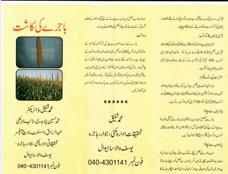 Cultivation of Millet Meaning in Urdu / باجرہ کی کاشت
