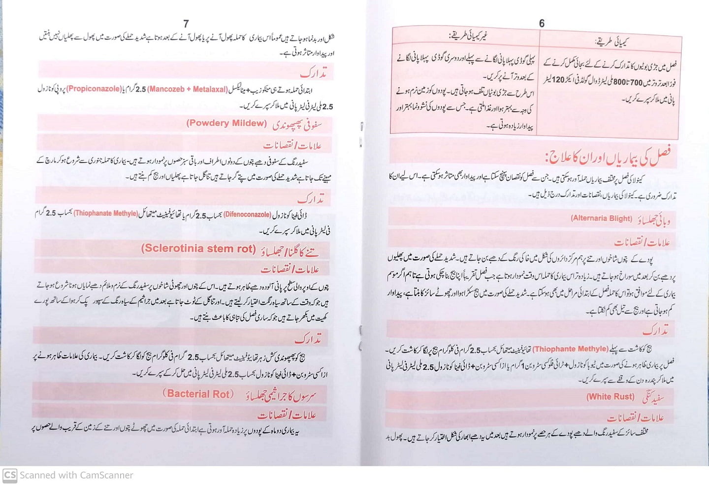 Canola in Urdu cultivation in Pakistan / کینولہ کی کاشت