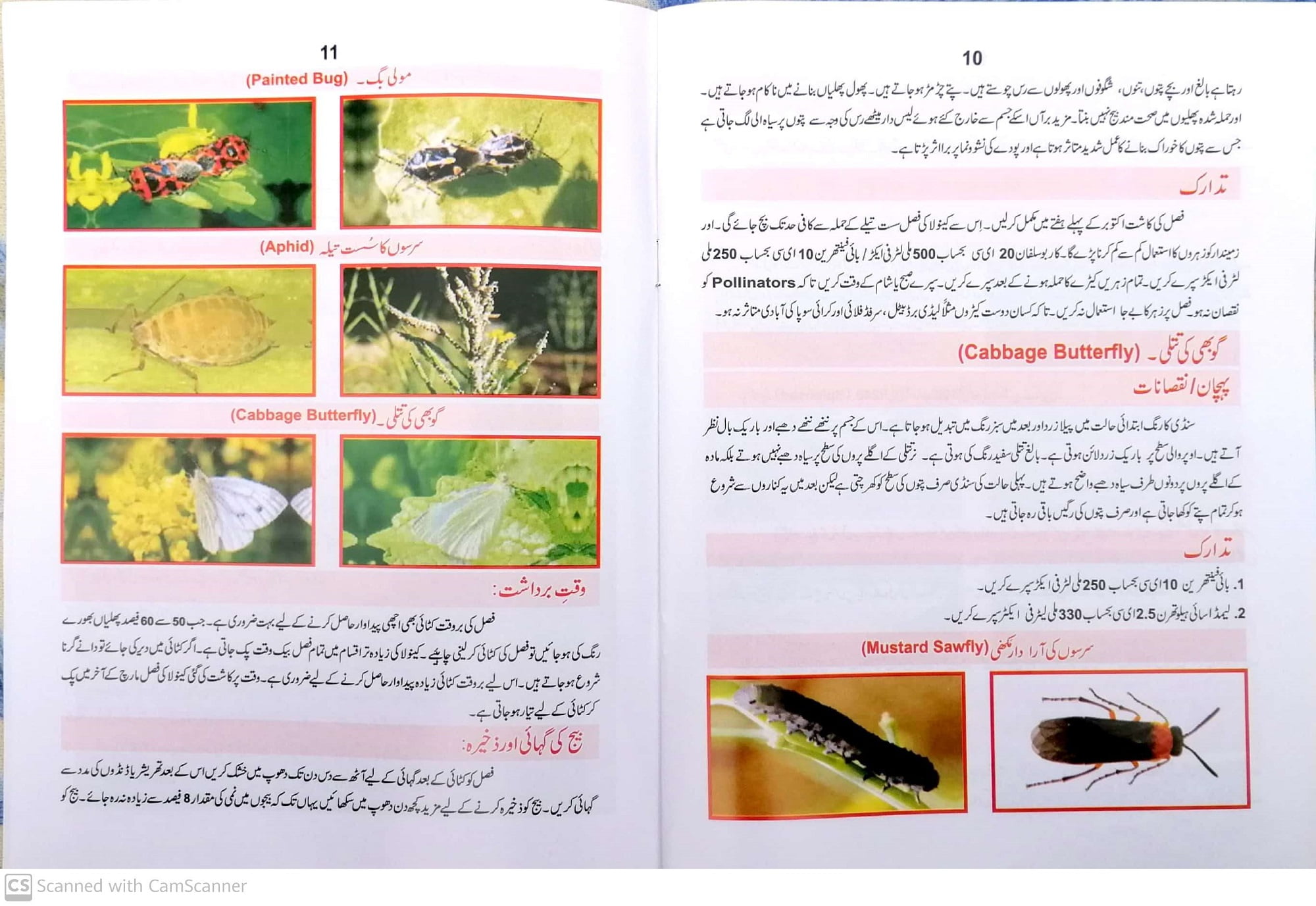 Canola in Urdu cultivation in Pakistan / کینولہ کی کاشت