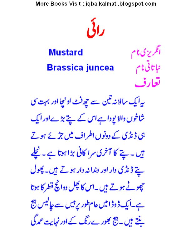 Mustard Seeds in Urdu رائیسرسوں کے بیج کی کاشت