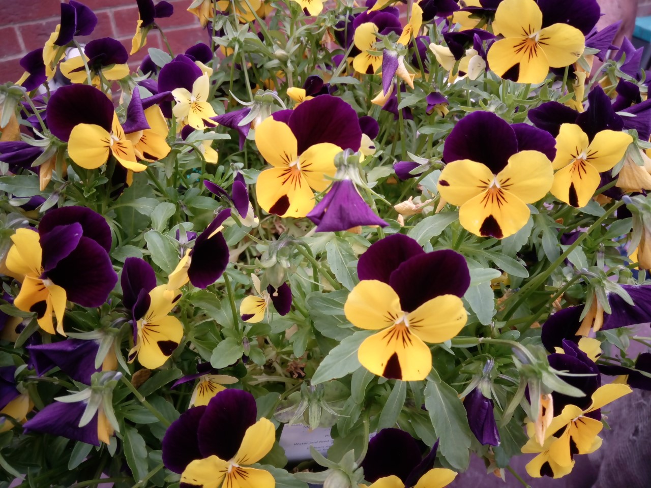 Day 10 30DaysWild in TheFens Love pansies and violas, they always look like they are smiling