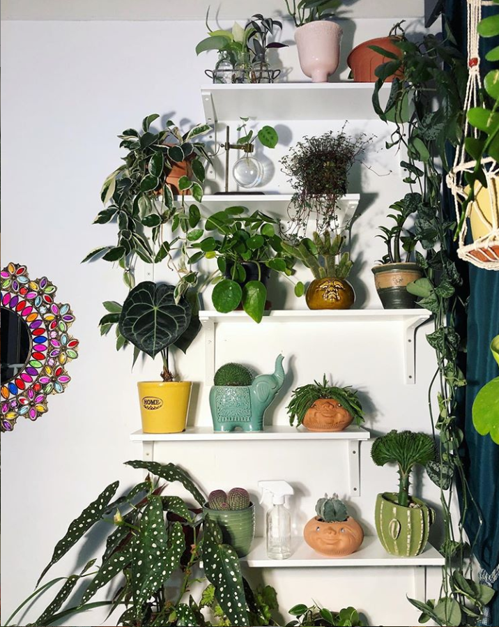 29 Lovely House Plants Decor Indoor With Low Lights For