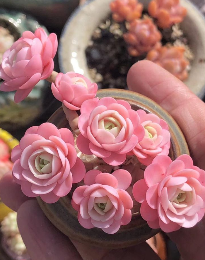 100+ Succulent Plants Ideas For Indoor And Outdoor Full Of