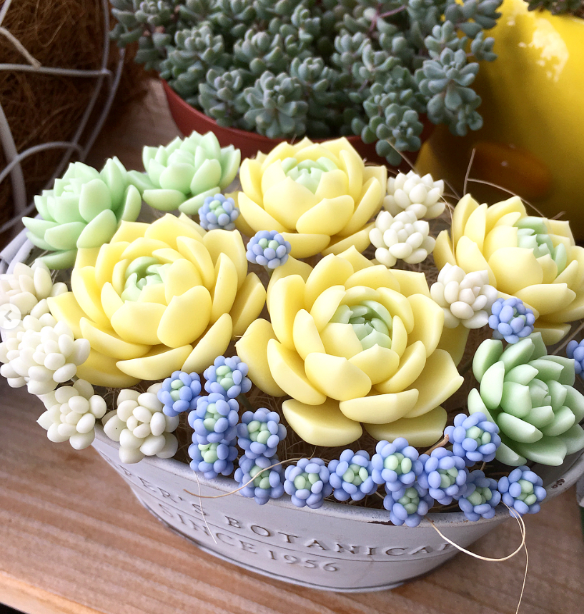 100+ Succulent Plants Ideas For Indoor And