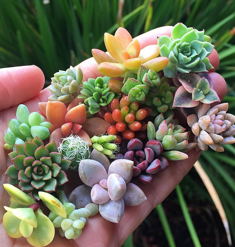 100+ Succulent Plants Ideas For Indoor And Outdoor Full Of
