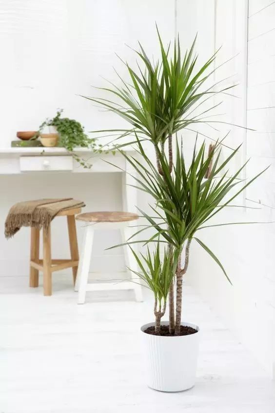 10 types of Beautiful Indoor Green Plants for Interior Home Decor Ideas
