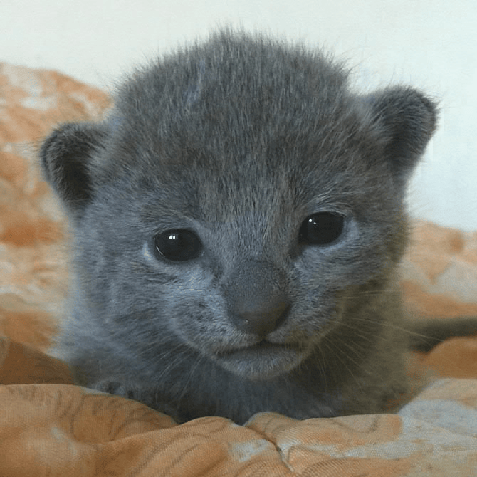 Russisch blau Siam Mix Kitten abzugeben in Bruchsal