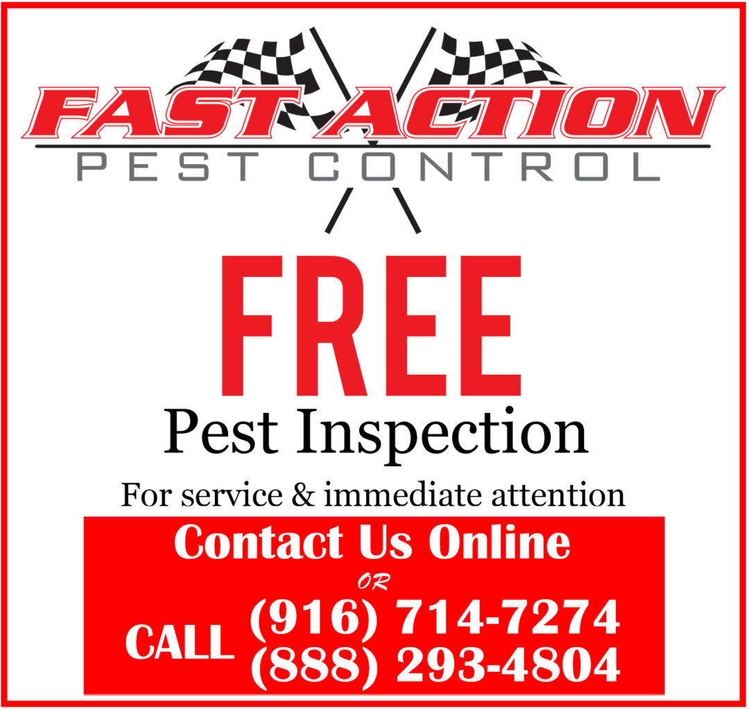 Fast Action Pest Control. Elk Grove Insect & Rodent Exterminators