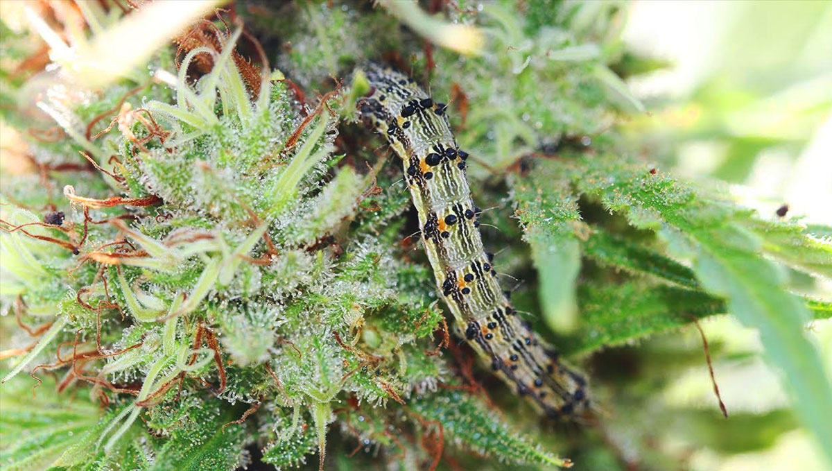 Most Common Pests in Cannabis Caterpillars Fast Buds