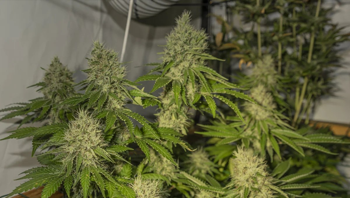 Sour Diesel Auto Cannabis Strain WeekbyWeek Guide Fast Buds