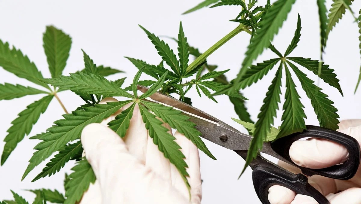 Cannabis Leaf When to Remove Cannabis Fan Leaves Fast Buds