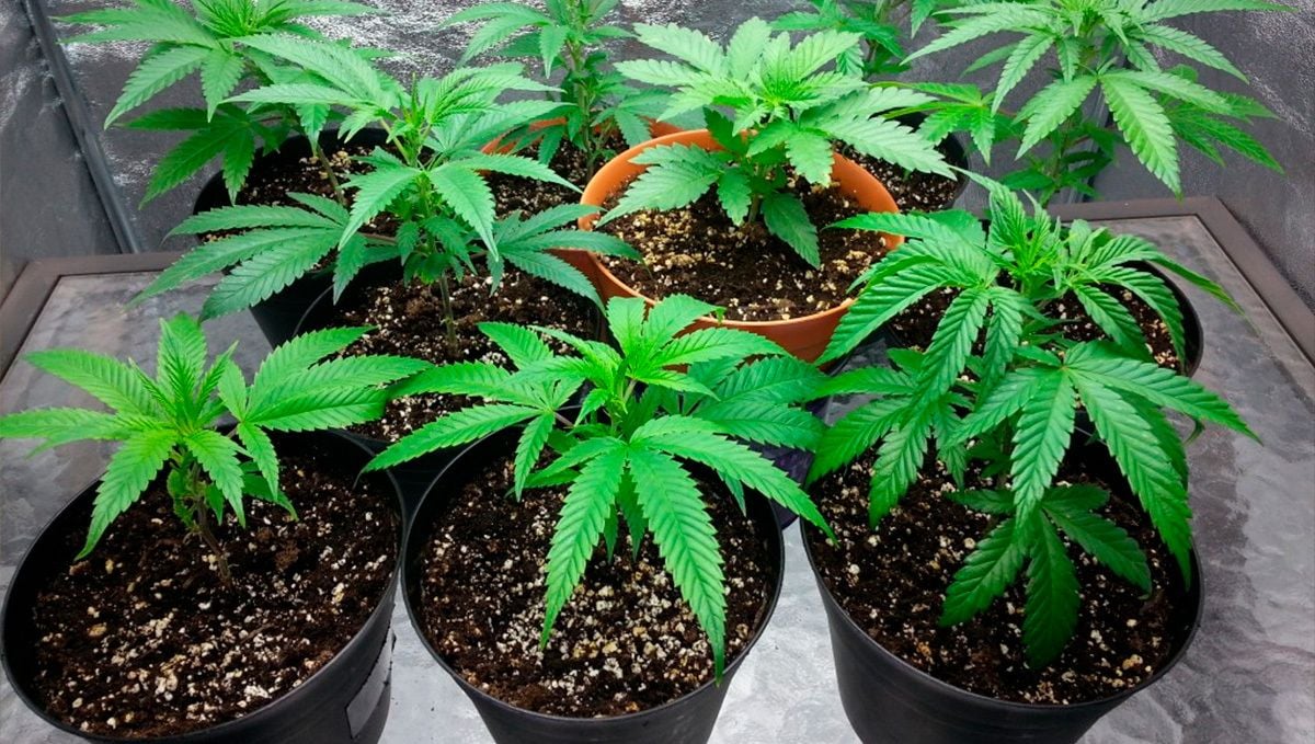 How to Grow Autoflower Cannabis Indoors Fast Buds