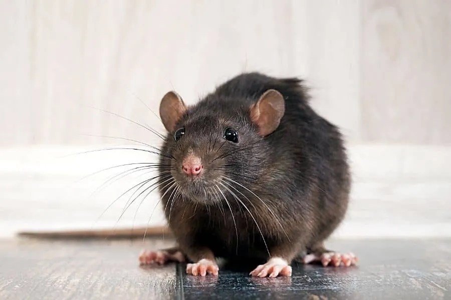 Rodents as an Emotional Support Animal — Fast ESA Letter