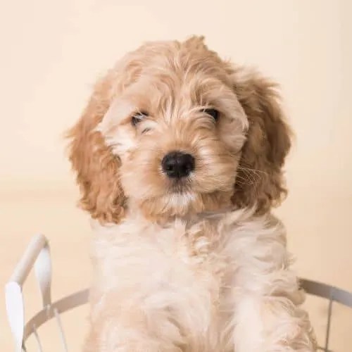 Are Cockapoos Good Emotional Support Dogs
