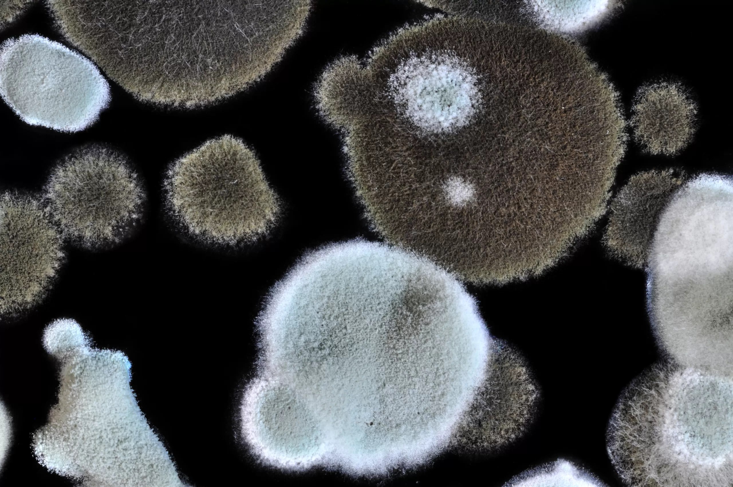 Why Is Mold Dangerous? Trust Local Company FastFix For Mold Remediation