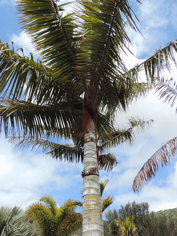 Teddy Bear Palm Tree (dypsis leptocheilos) Fast Growing Palms