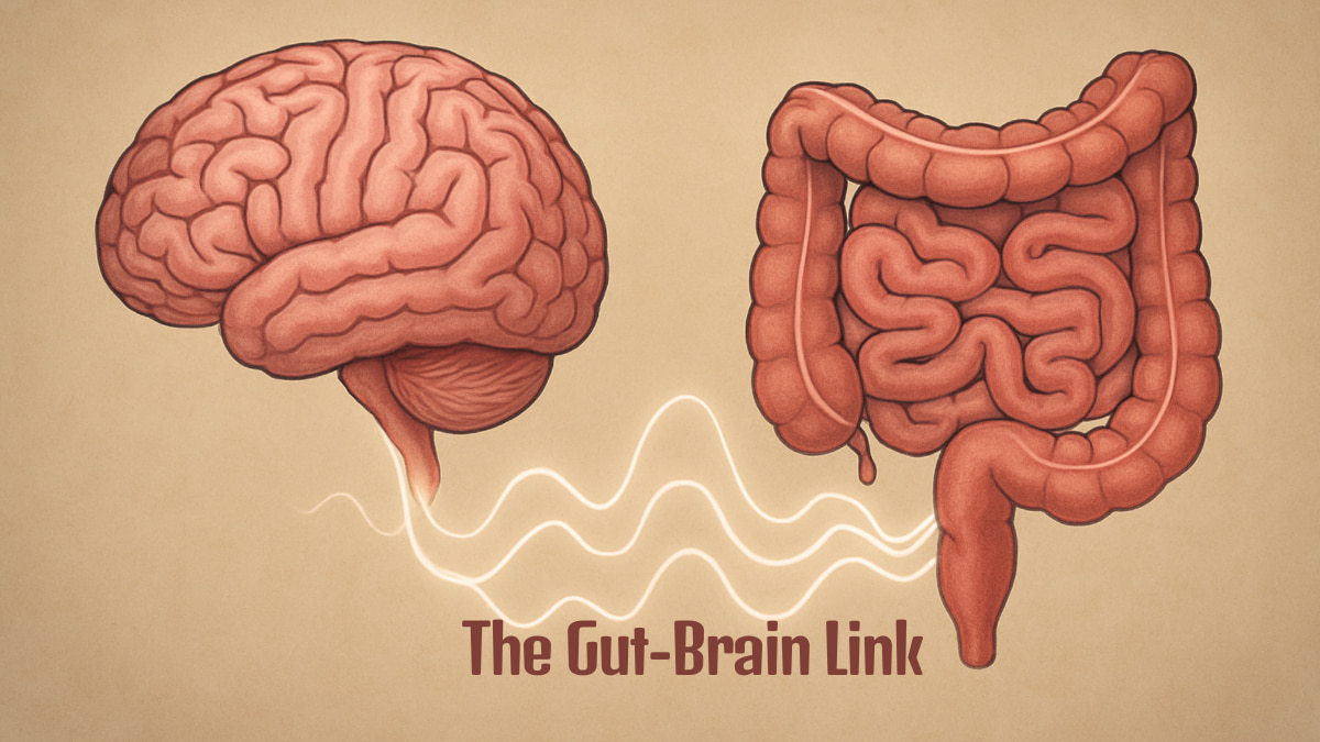The GutBrain Link What Everyone Should Know