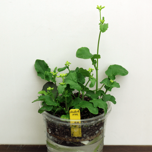 Standard Wisconsin Fast Plants® variety of seed stock