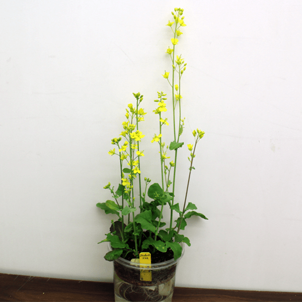 Standard Wisconsin Fast Plants® variety of seed stock