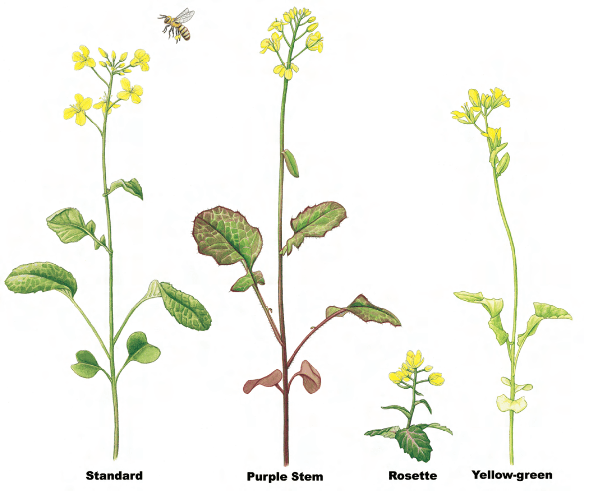 Inheritance Patterns in Wisconsin Fast Plants Stocks