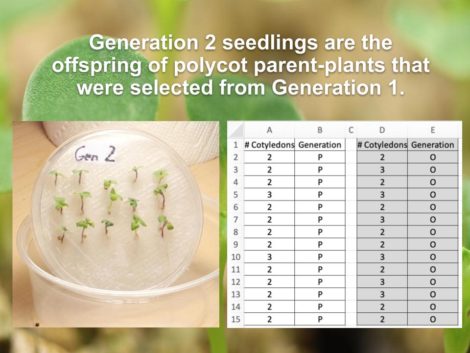 Polycots New Fast Plants seed line, ideal for selection experiments