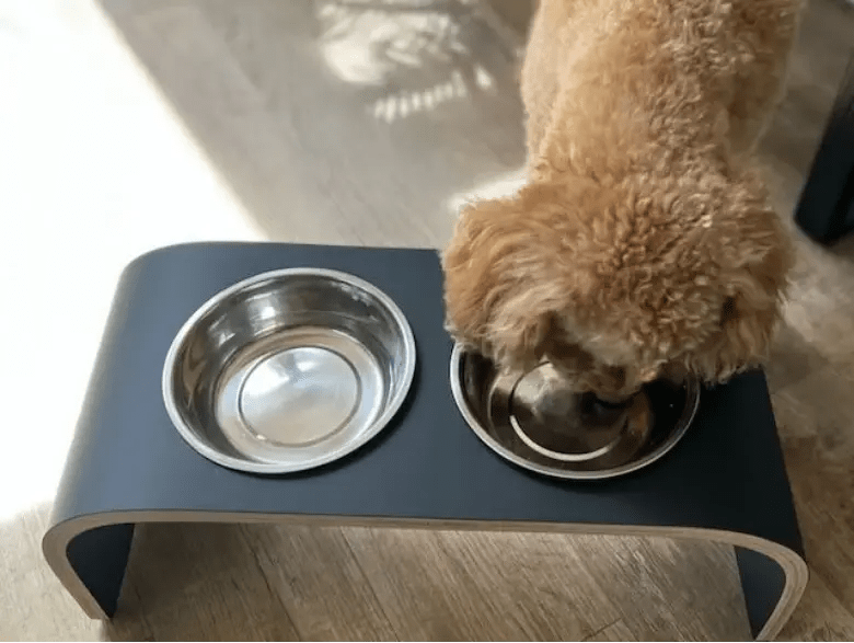 How to Clean Dog Bowls? FastPrintStar