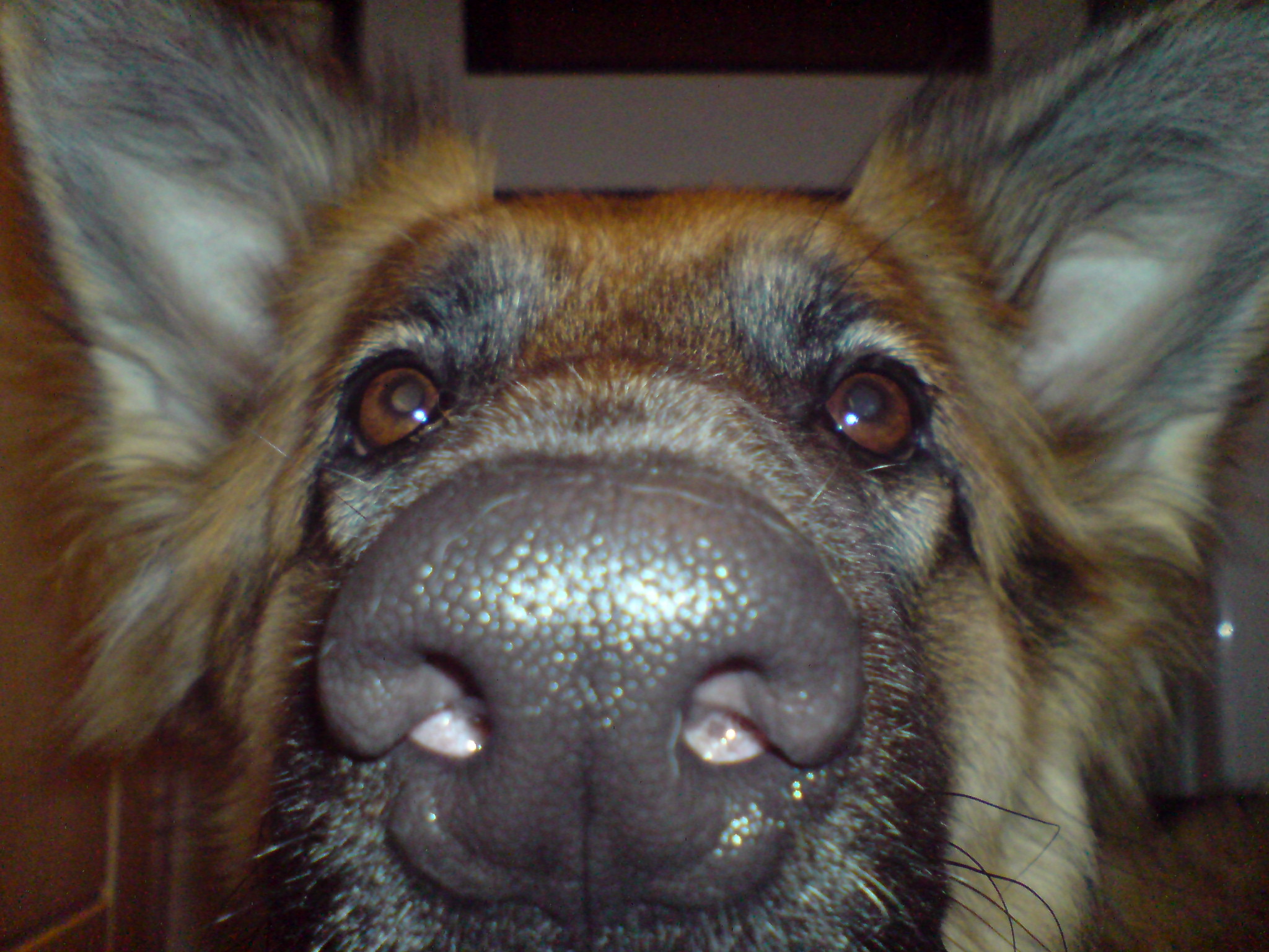 Fat German Shepherd Herbs and Food Recipes