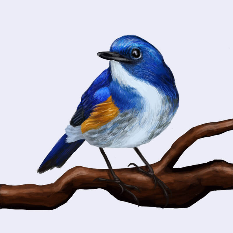 Blue bird illustration