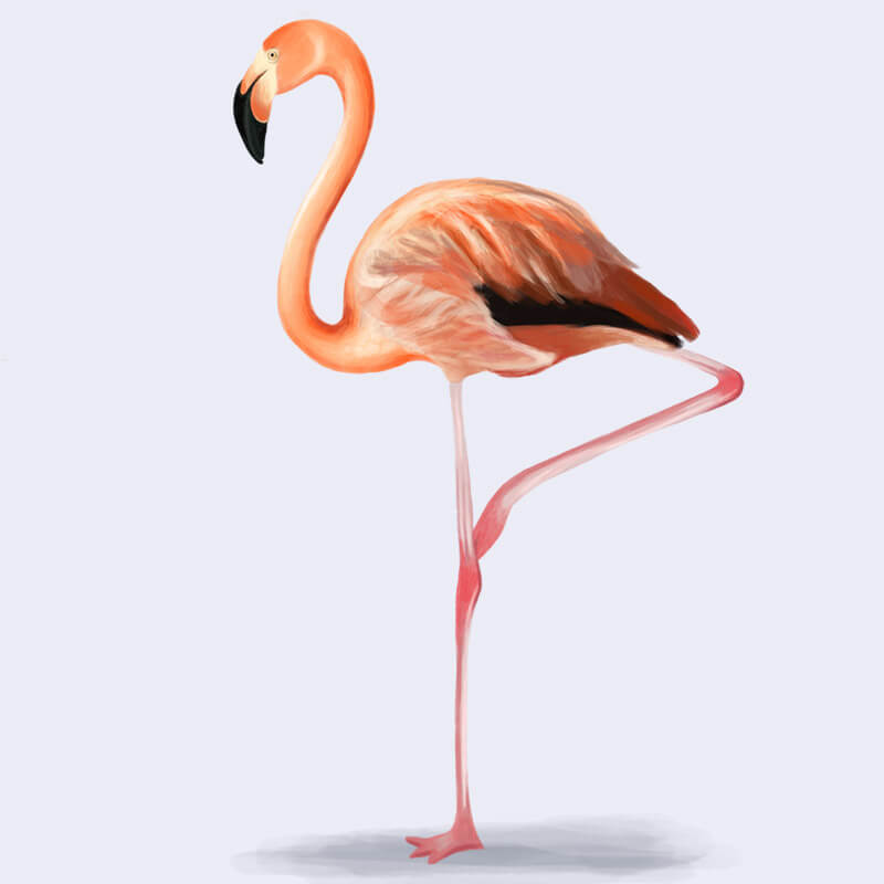 Flamingo illustration