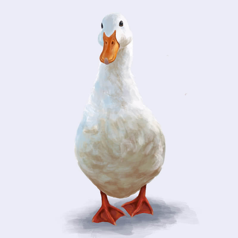 Goose illustration